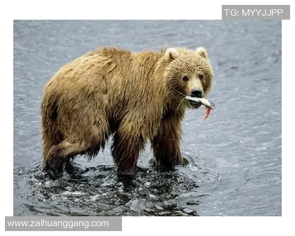 技术统计：灰熊近5场表现一览